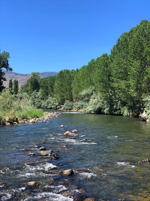 The Truckee River with green trees and foliage on both sides of the river, with small rocks protruding. Blue clear sky with some mountains visible in the distance.